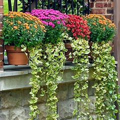 balcony gardening tips add ivy for curb appeal RailScapes by PlantTraps