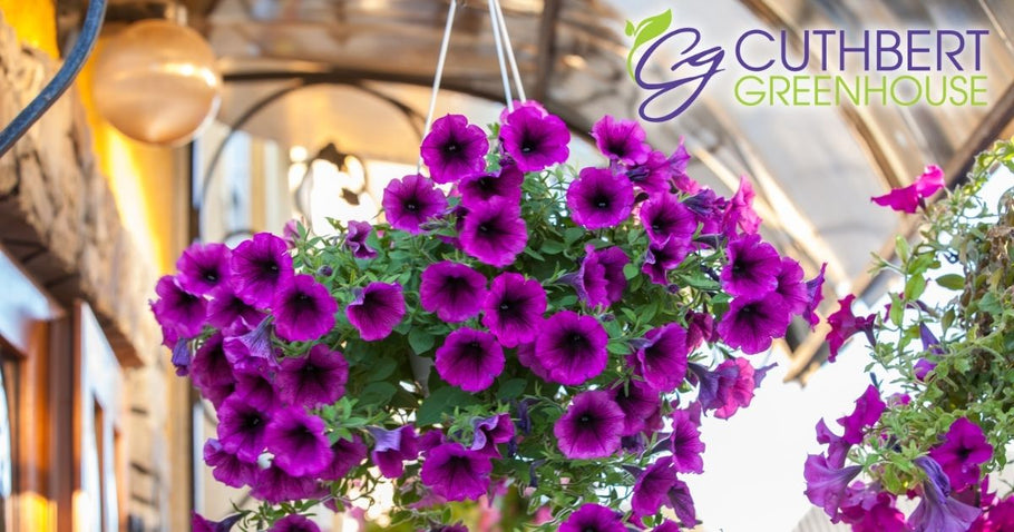 How to Care for Your Hanging Baskets