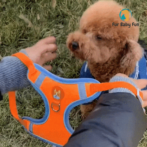QuickFit Harness GIF