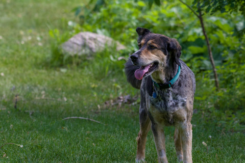 happy rescue dog playing outside