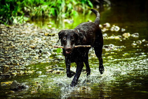 Dog exercising in water