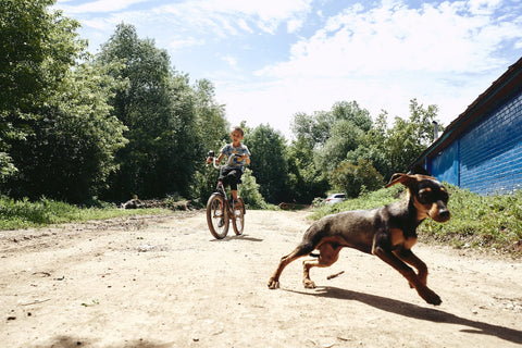 Bikejoring with dog