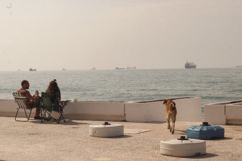 rescue dog with human owners near ocean