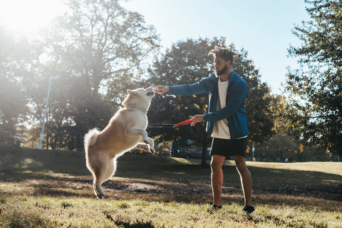 Dog exercising