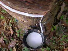 Rubber Tree Tapped