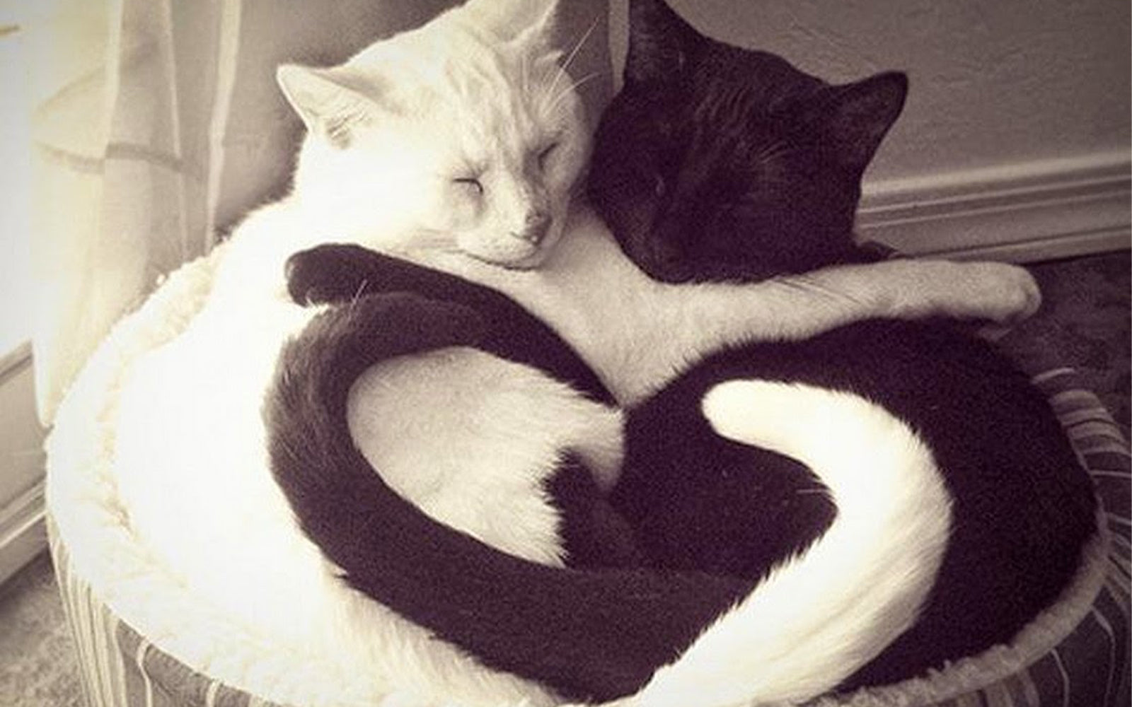 Yin Yang Cat