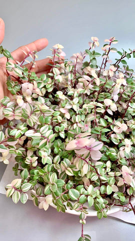 Bowl of callisia repens bianca