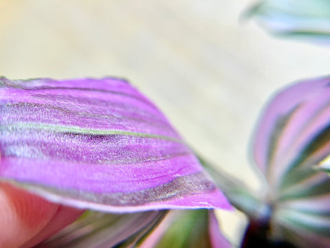 Teadescantia albiflora ‘Pink lilac’