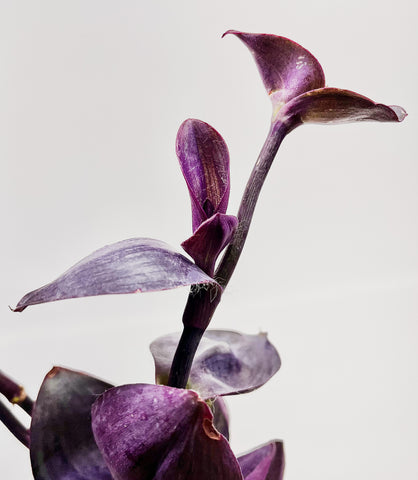 Tradescantia pallida 'Kartuz Giant'