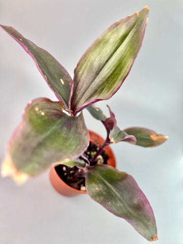 Tradescantia Roxxo, Chic Planting