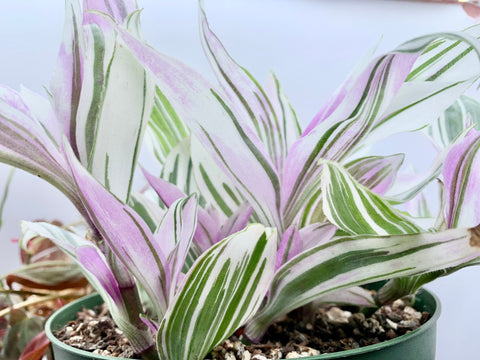 Tradescantia albiflora ‘Pink Dragon’ // Copyright © Czarina Nocon, Chic Planting