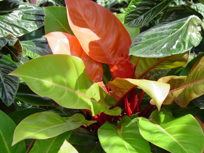 2 philodendron