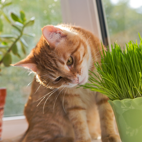 catnip cat grasses | Real Pet Store