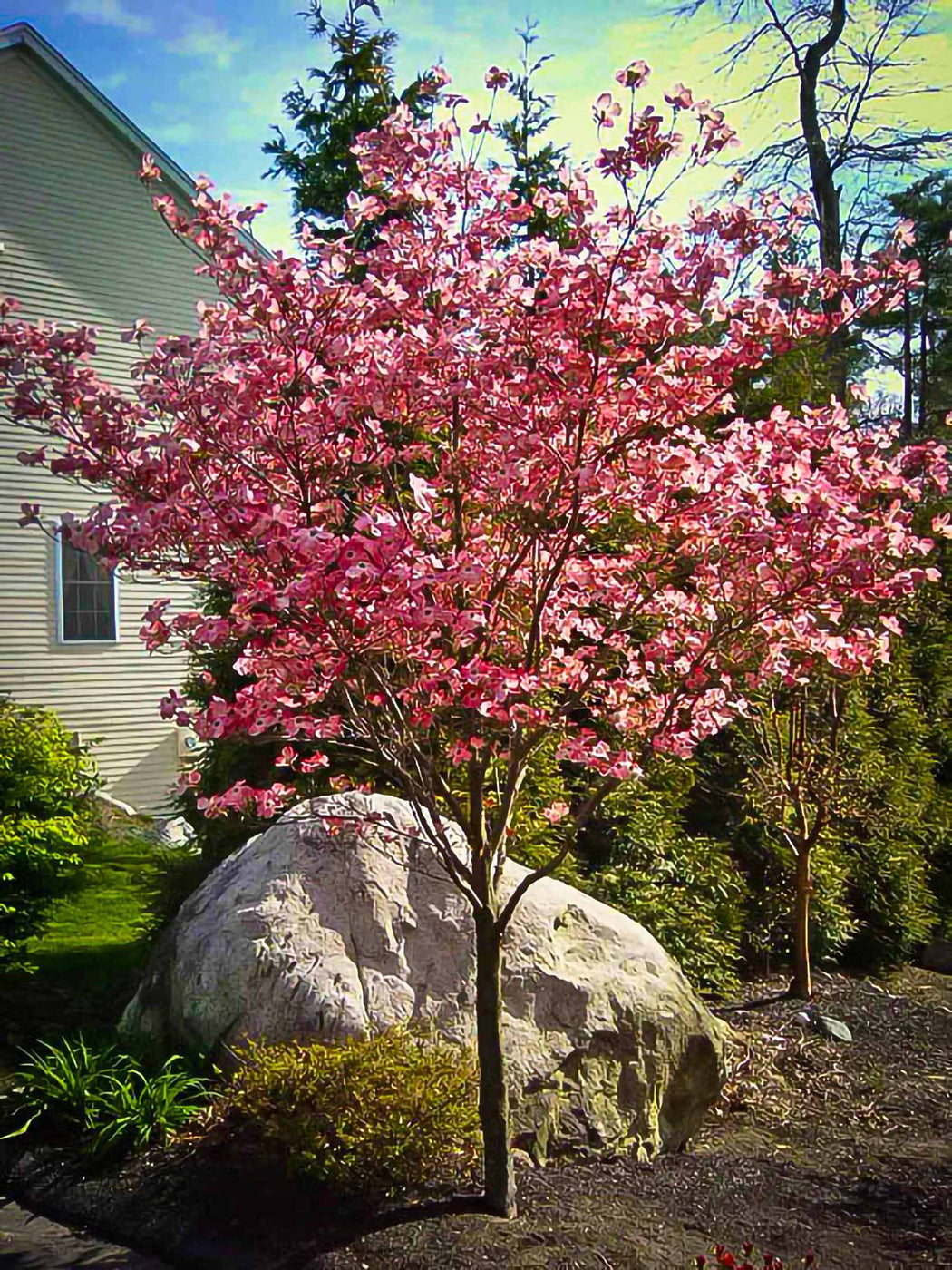 cherokee brave dogwood cotainer plant