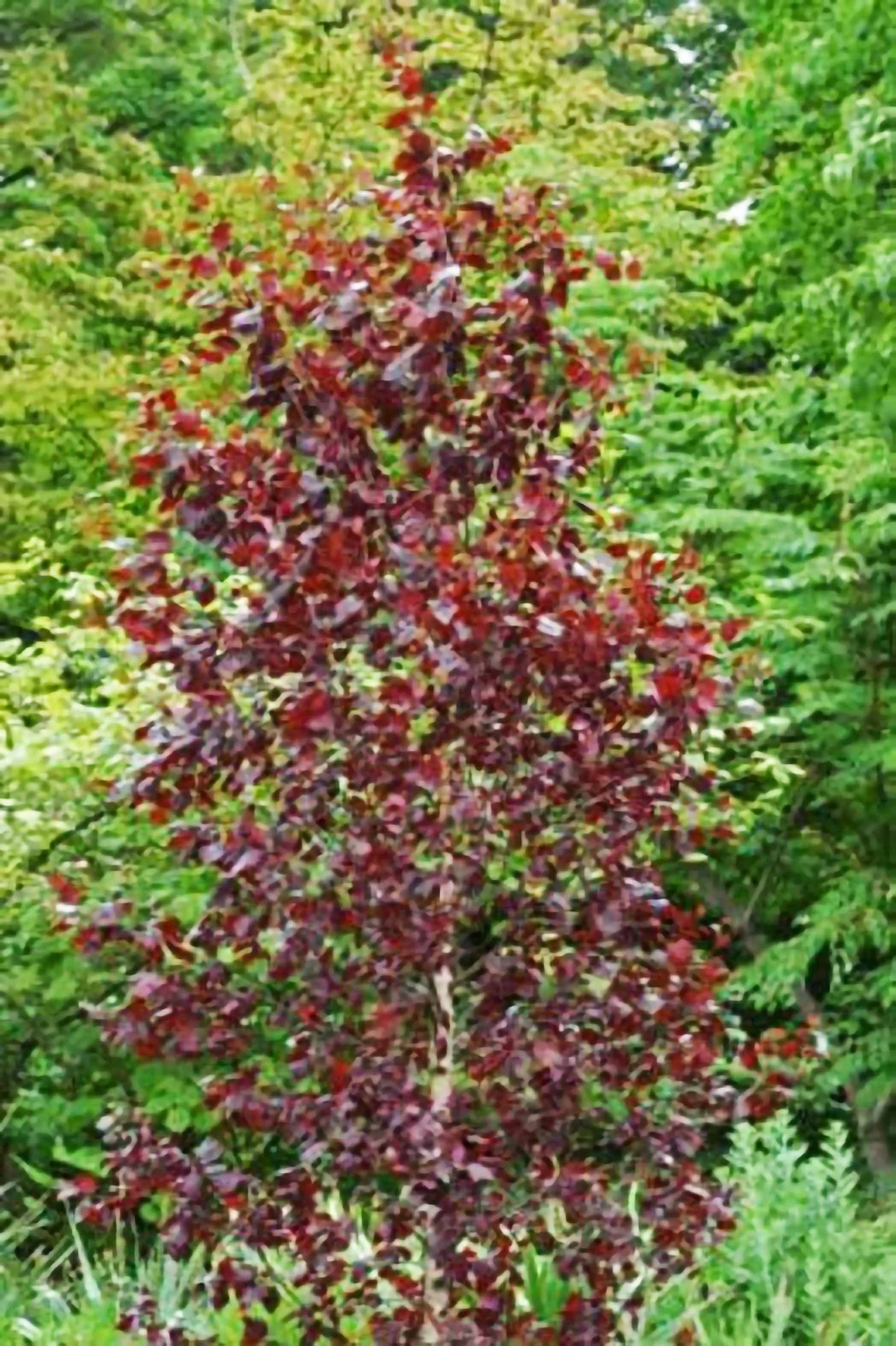 red frost birch