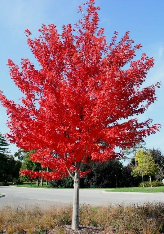 autumn blaze maple in colorado