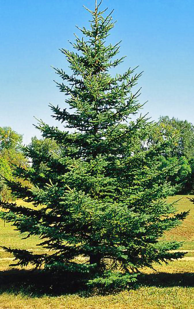 BlackHillsSpruce AFFORDABLETREES 675x1071 ?v=1609083374