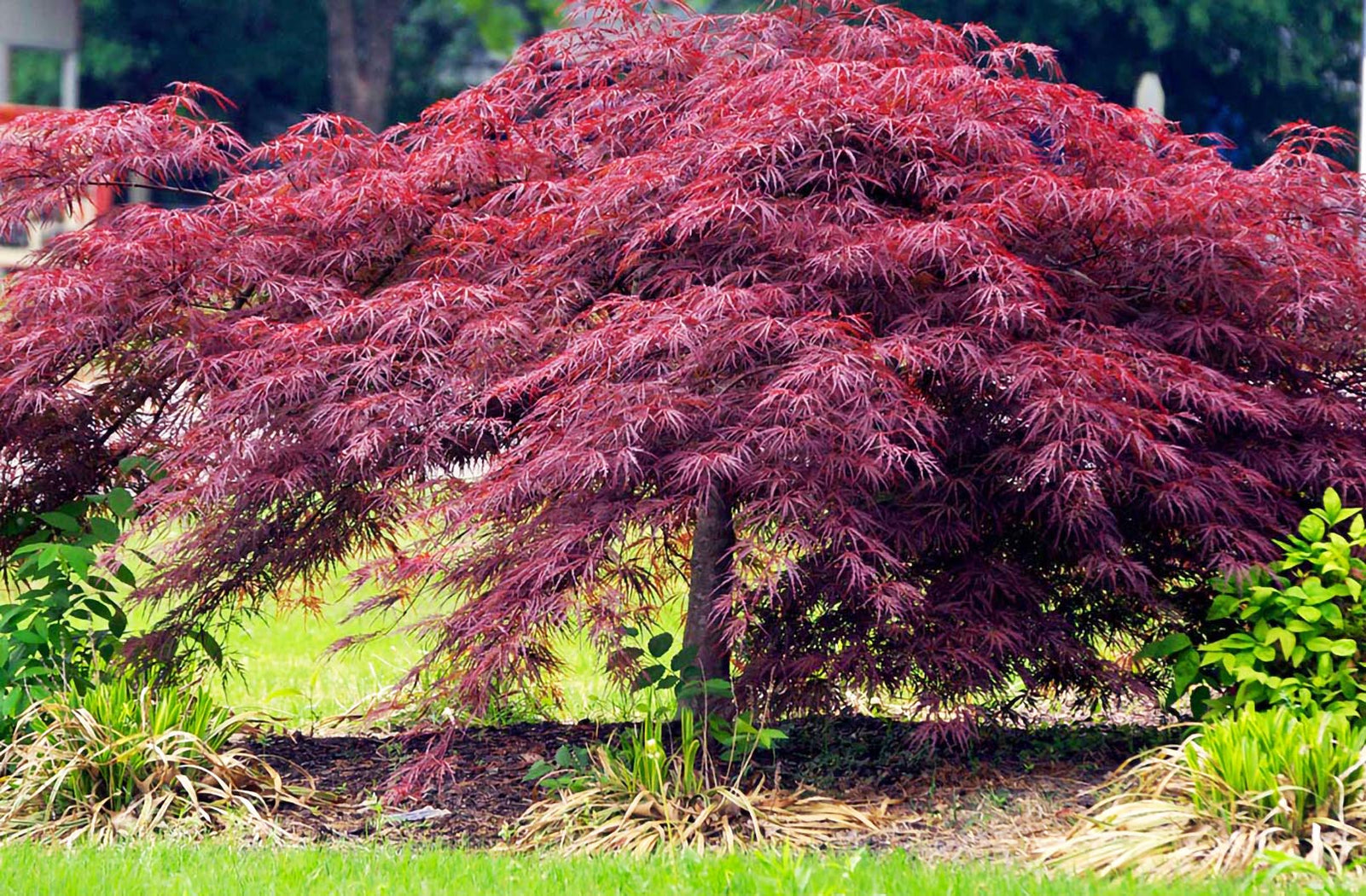 types of japanese maple tree