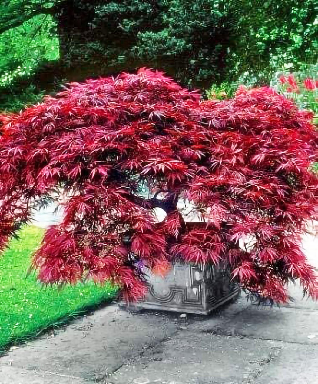 crimson queen red japanese maple