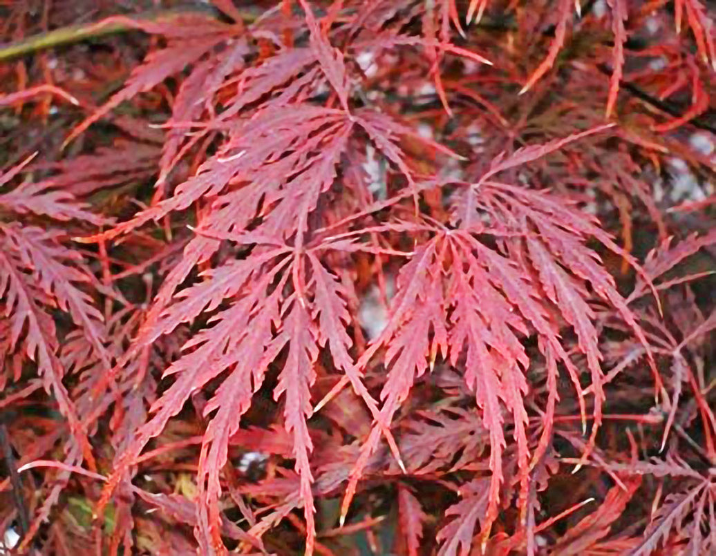 crimson queen japanese maple zone