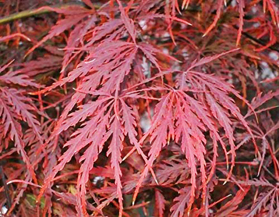 crimson queen japanese maple turning green