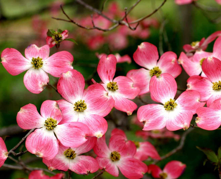 is the cherokee brave dogwood a good variety for ohio