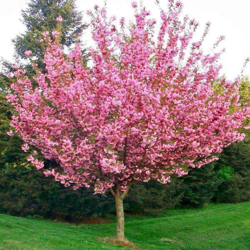 Kwanzan Cherry — Affordable Trees