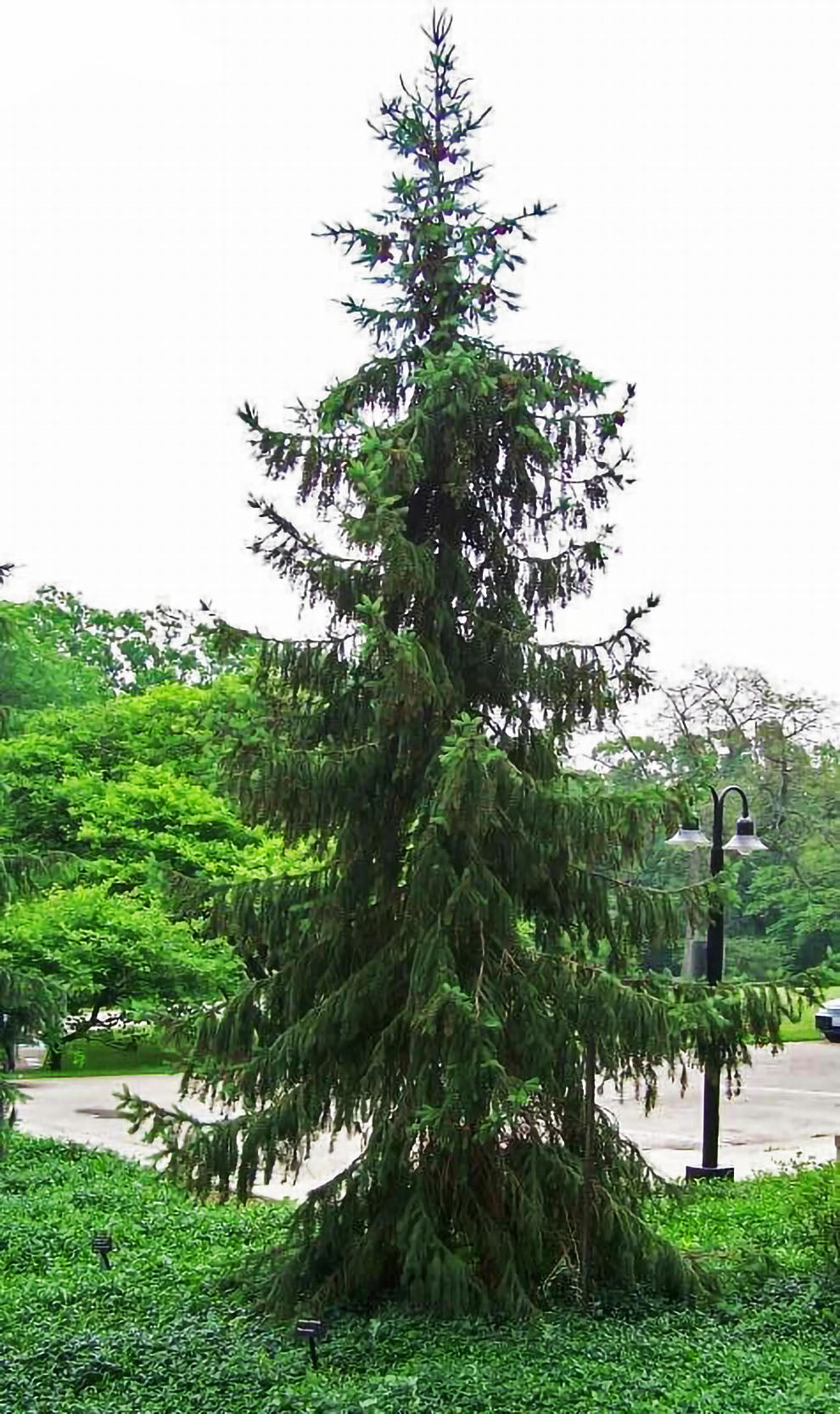 Serbian Spruce — Affordable Trees