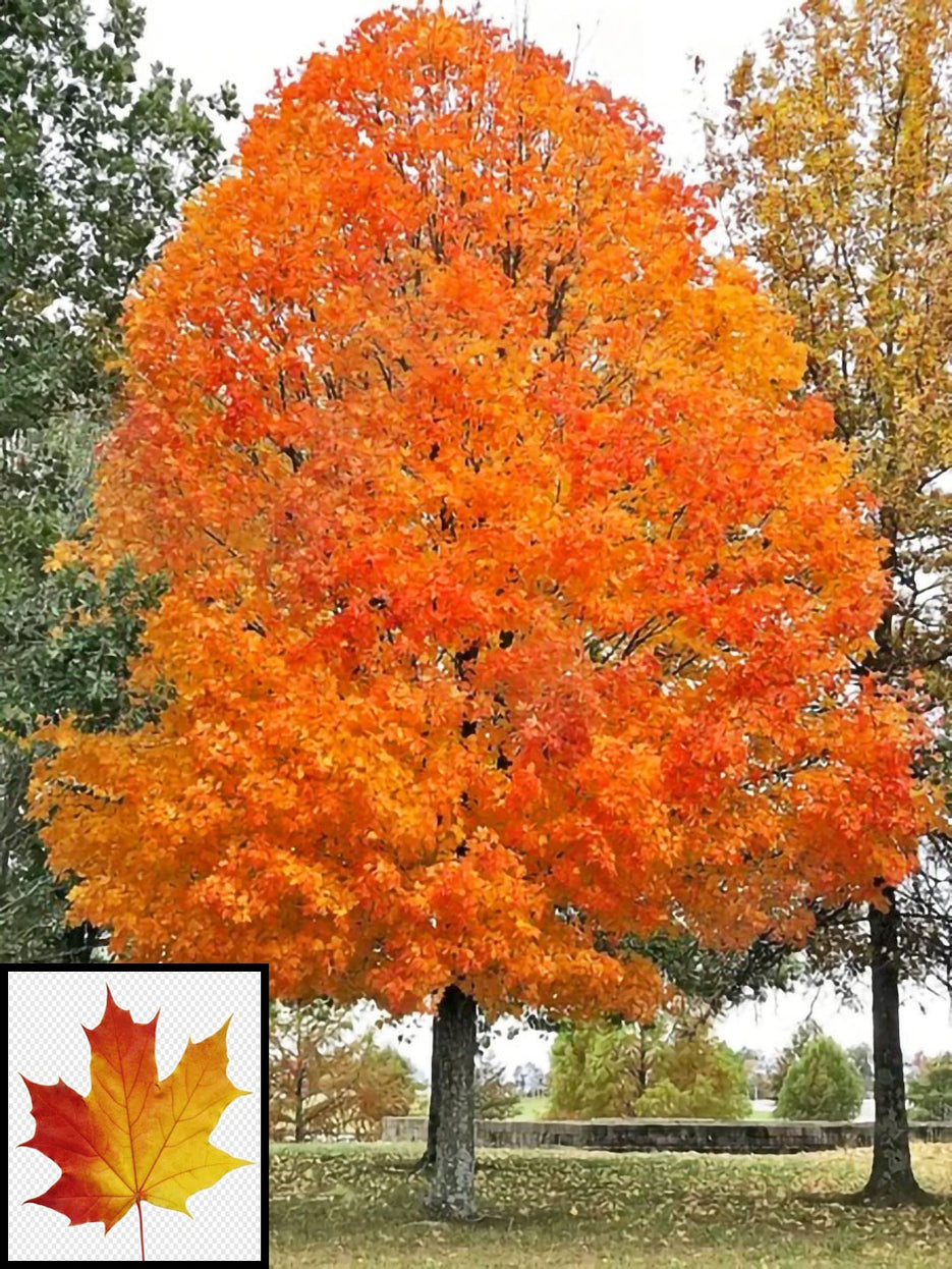 buy large sugar maple trees