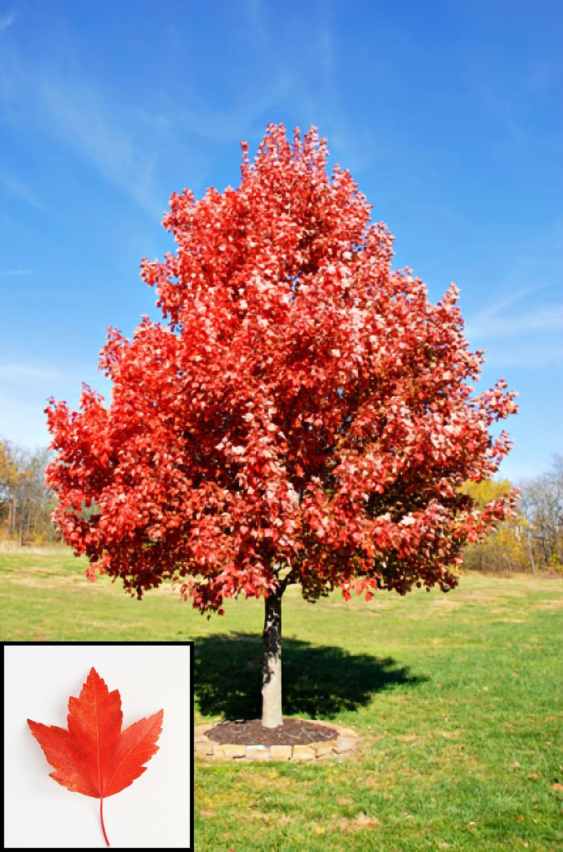 Sun Valley Maple — Affordable Trees