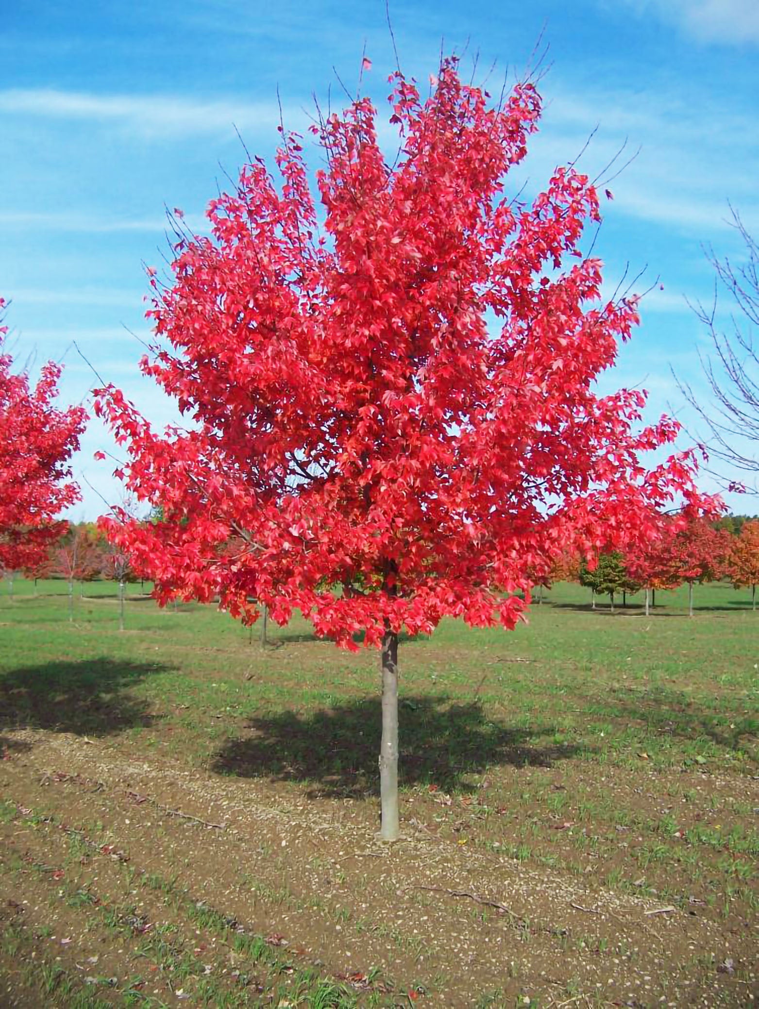 Sun Valley Maple — Affordable Trees