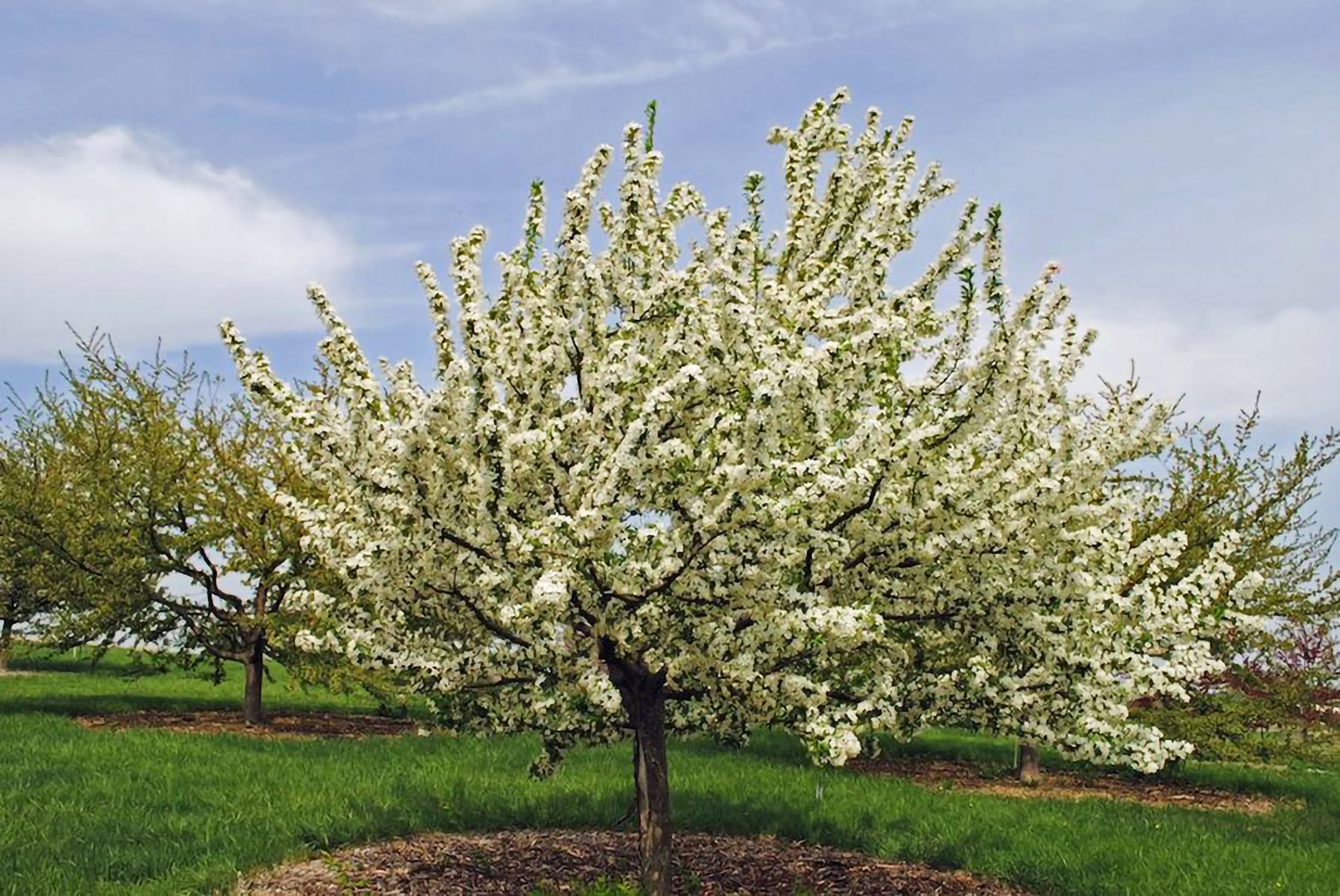 sugar tyme crabapple