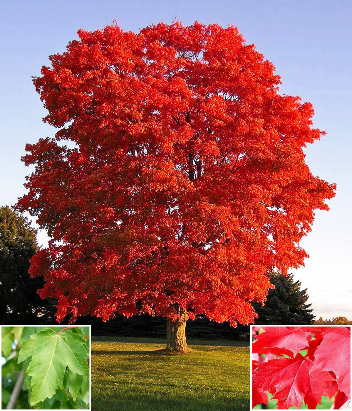 red sunset maple old