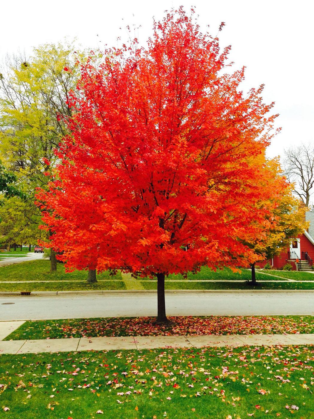 red sunset maple tree pros and cons