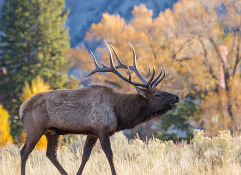 Wild Bull Elk With A Beautiful Set Of Antlers 