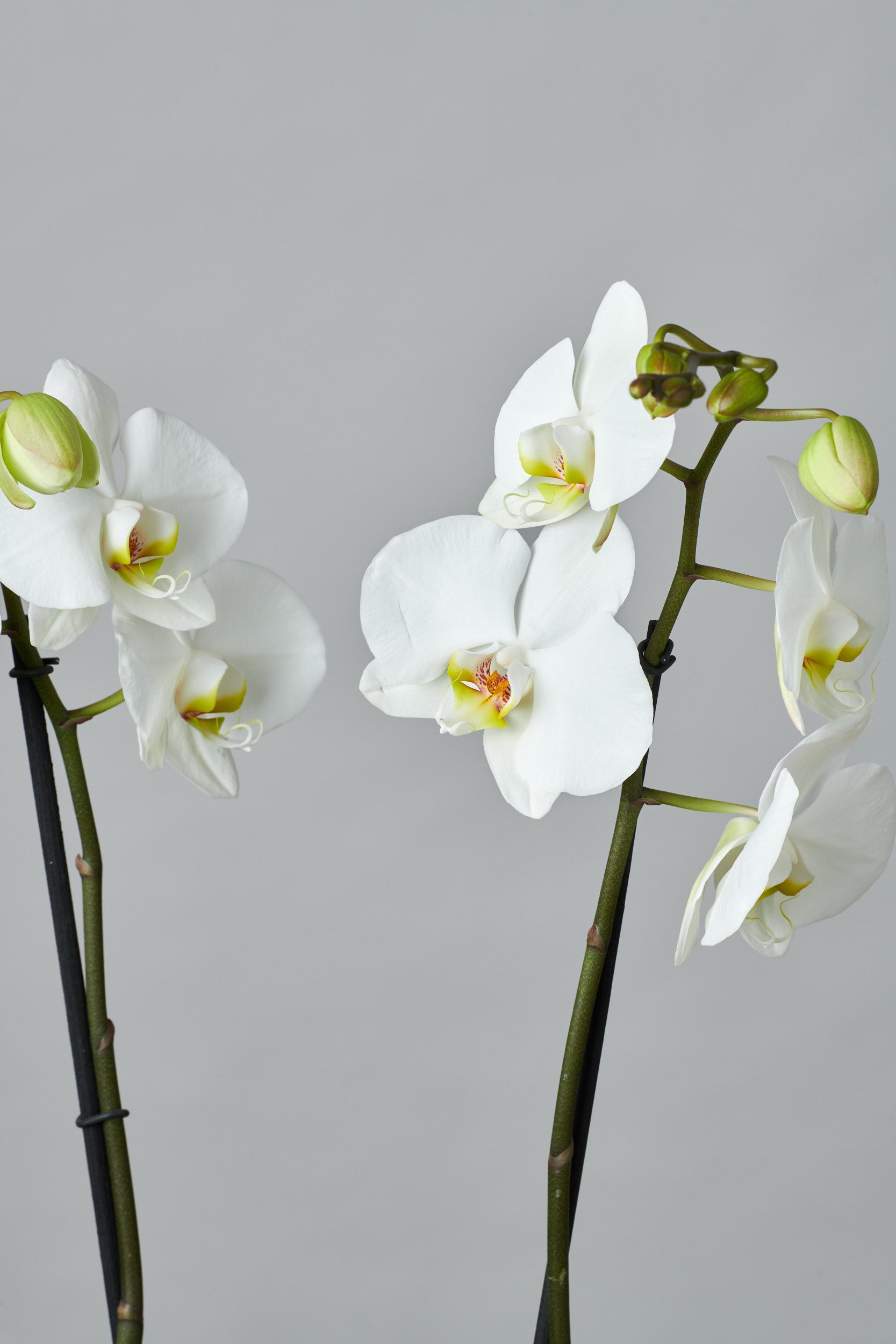 Kokedama Orquídea Blanca – Regala Inflora