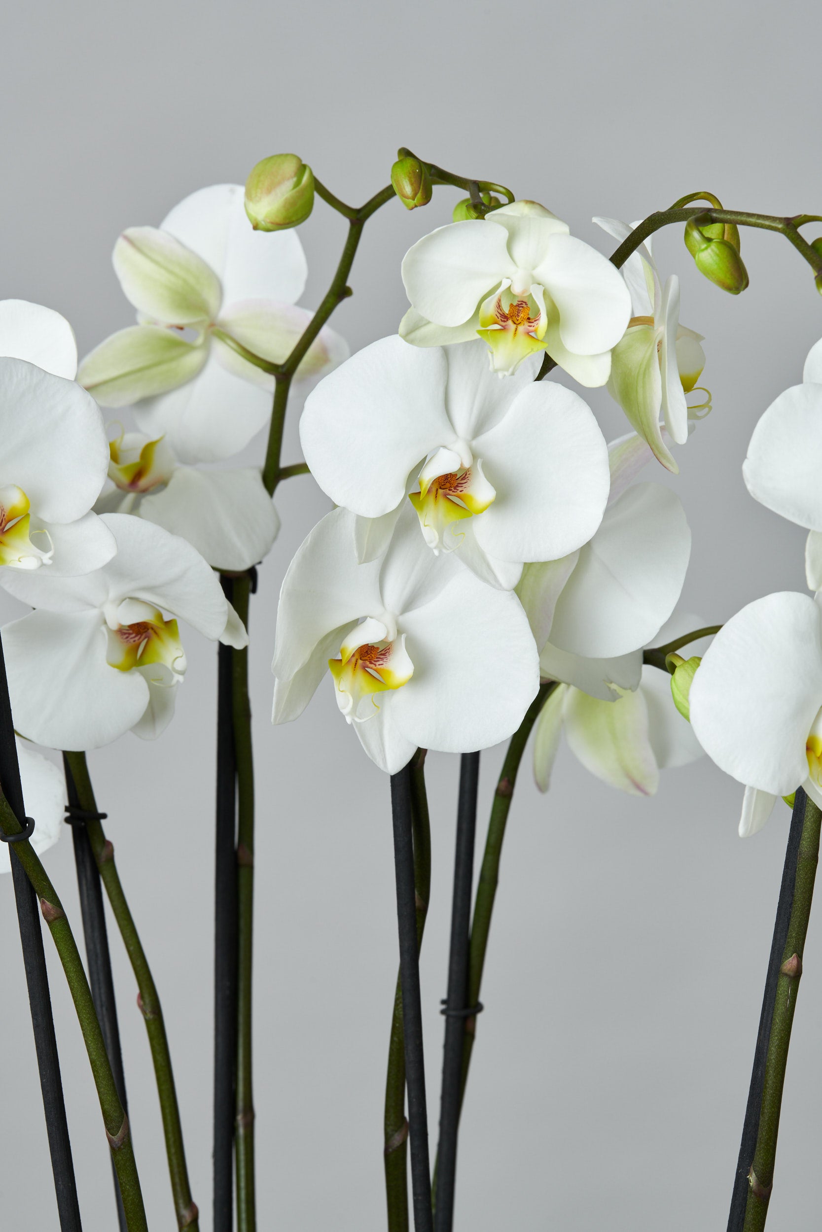 Orquídea Blanca Grande – Regala Inflora