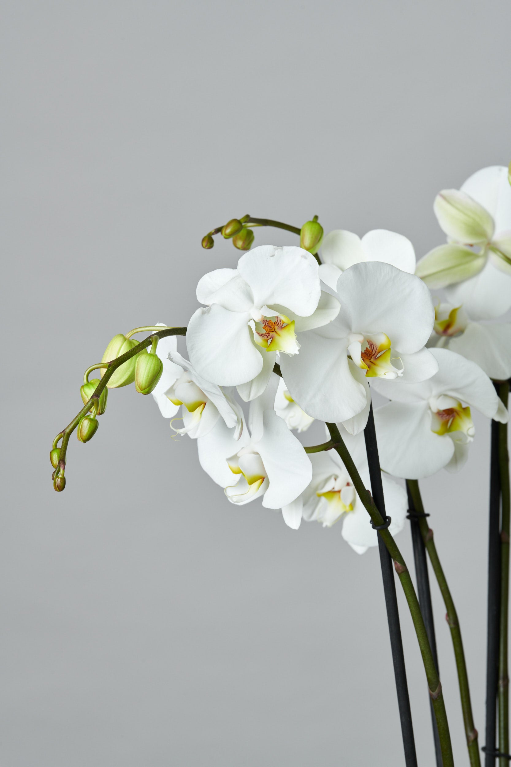 Orquídea Blanca Grande – Regala Inflora