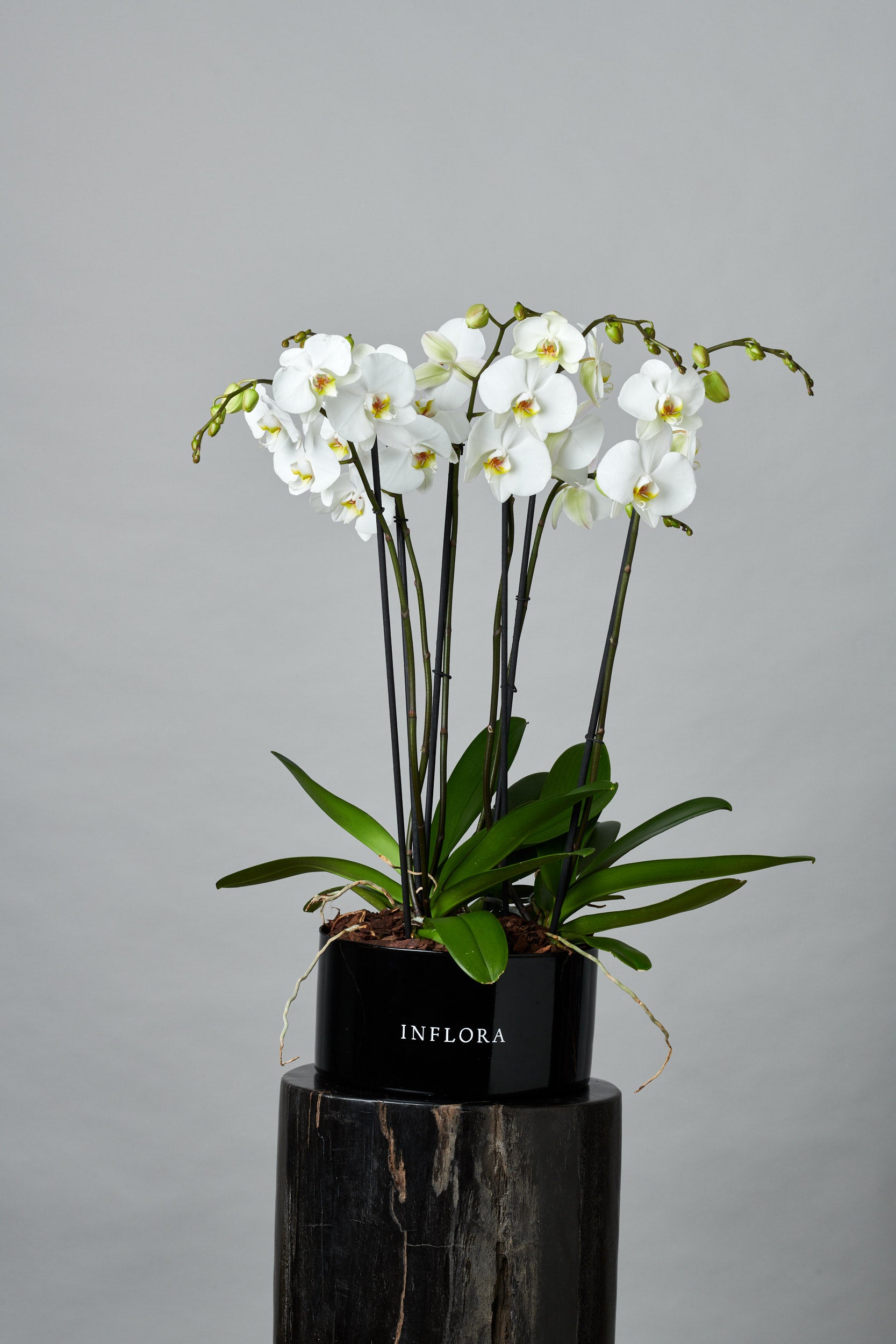 Orquídea Blanca Grande – Regala Inflora