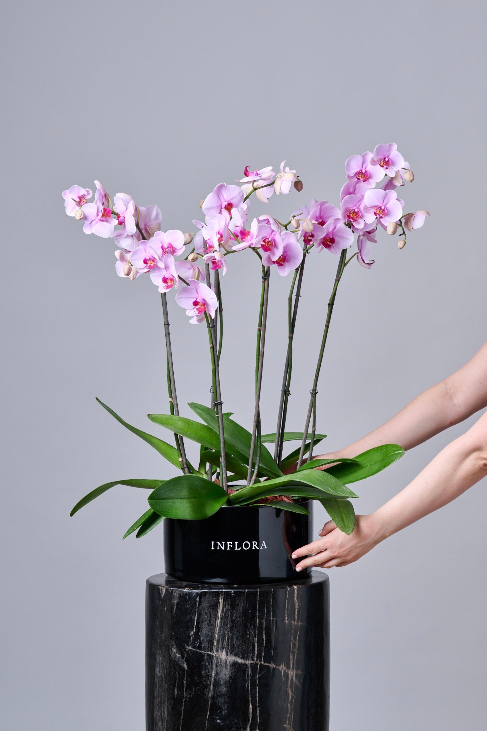 Orquídea Grande Fucsia – Regala Inflora