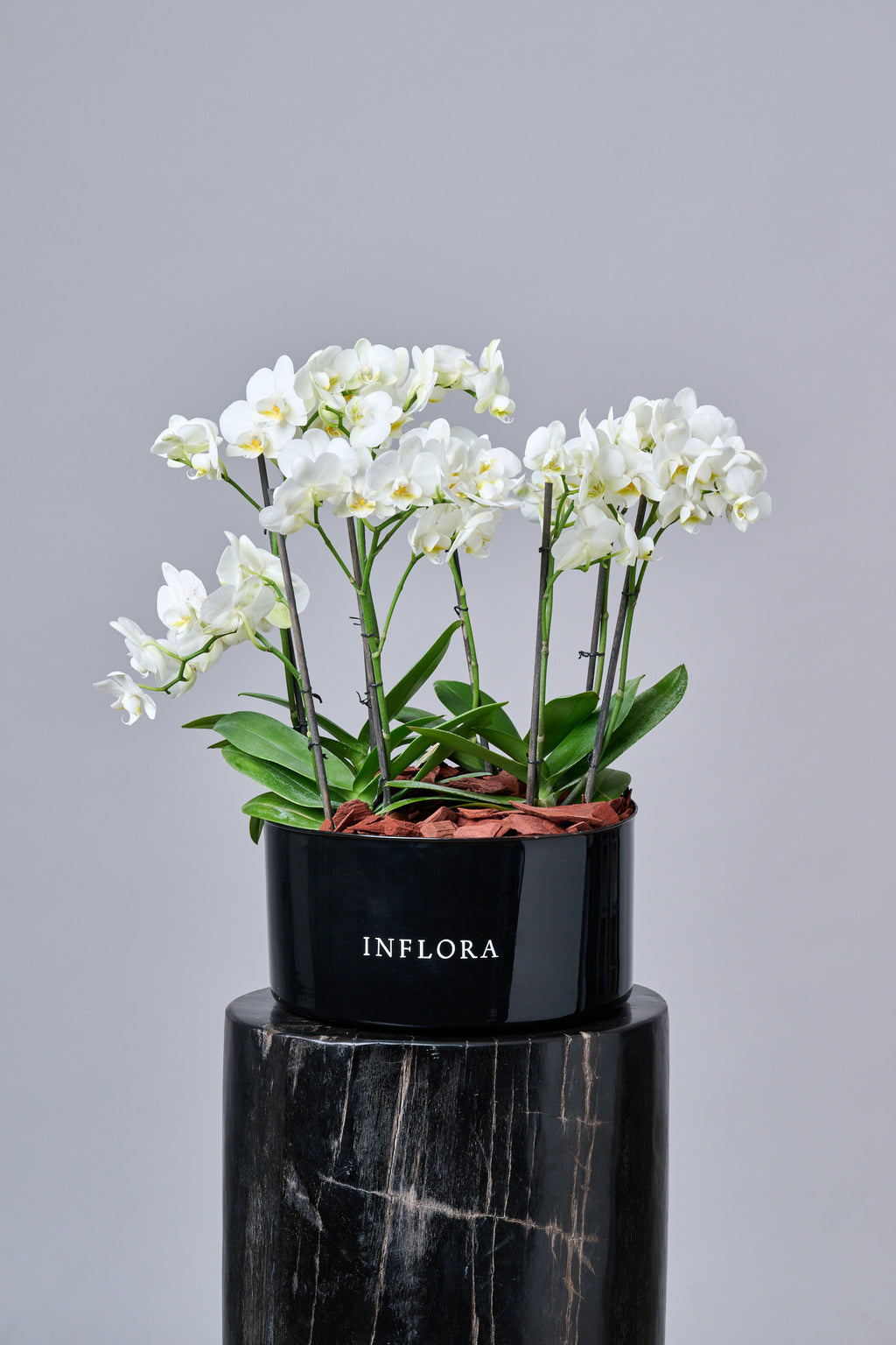 Orquídea Blanca Grande – Regala Inflora