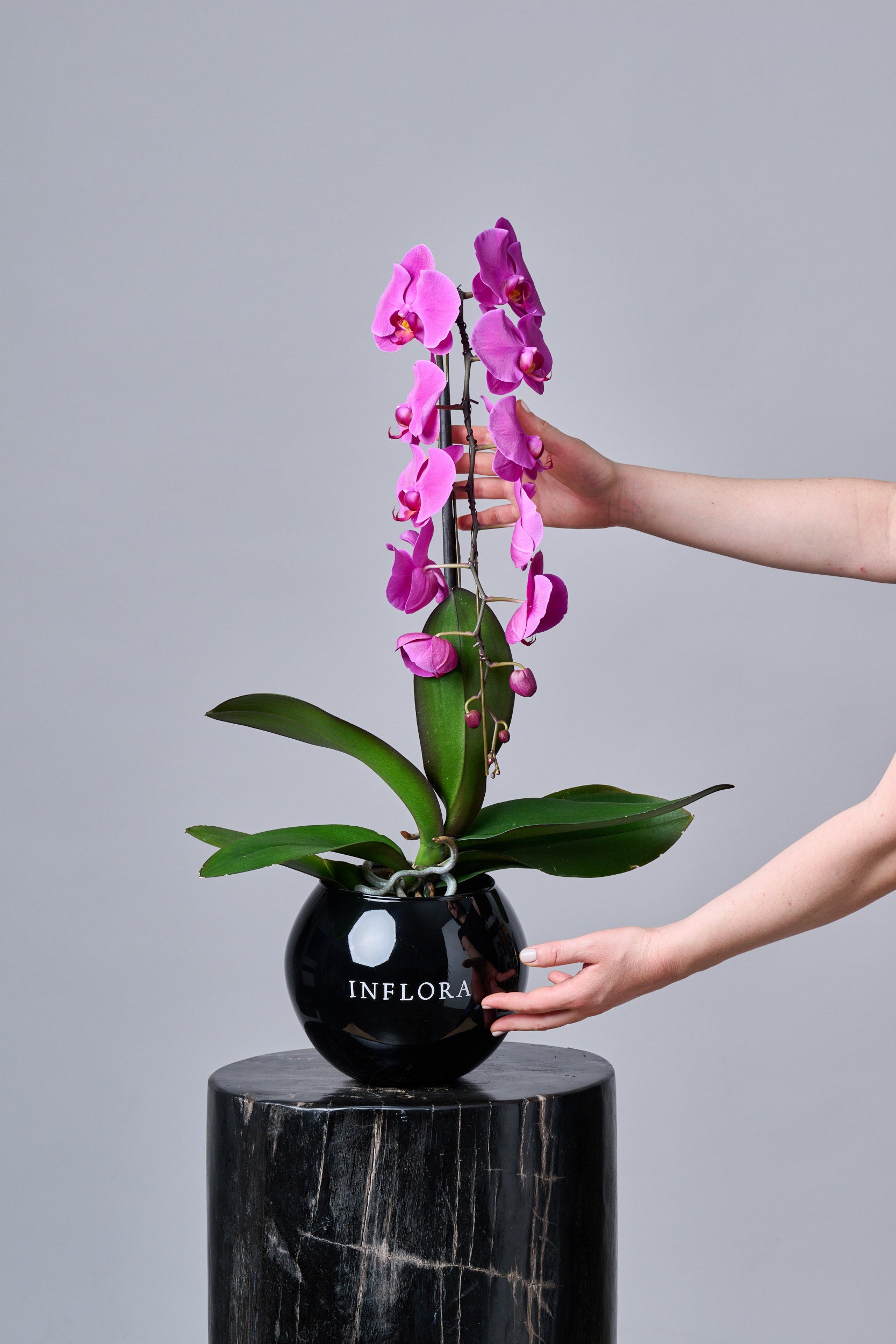 Orquídea Cascada Chica Fucsia – Regala Inflora