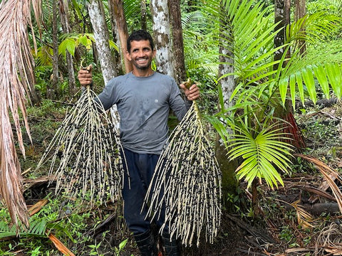 acai harvester with palm