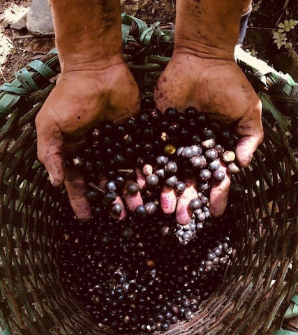 Handful of freshly picked Açaí