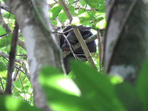 tamandua tetradactyla