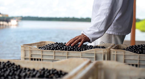 acai berries with hand