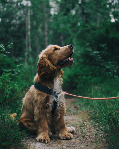 Jeune chien (cocker) en pleine séance d'éducation pour apprendre à ne pas manger les crottes en balade, travail du refus d'appât