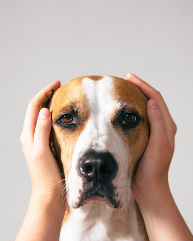 Chien dont on cache les oreilles avec les mains, sur fond blanc 