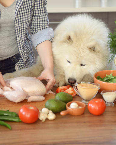 Chien (samoyède) qui essaye de manger ce qu'une personne est en train de cuisiner. Il s'agit d'un moment de préparation de friandises saines et équilibrées pour le chien.