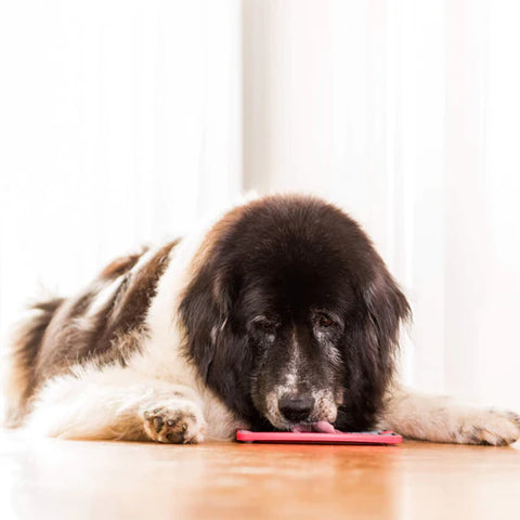 Chien qui lèche son lickimat et qui est totalement détendu, apaisé 